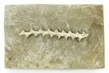Archimedes Screw Bryozoan Fossil - Illinois #325659-1